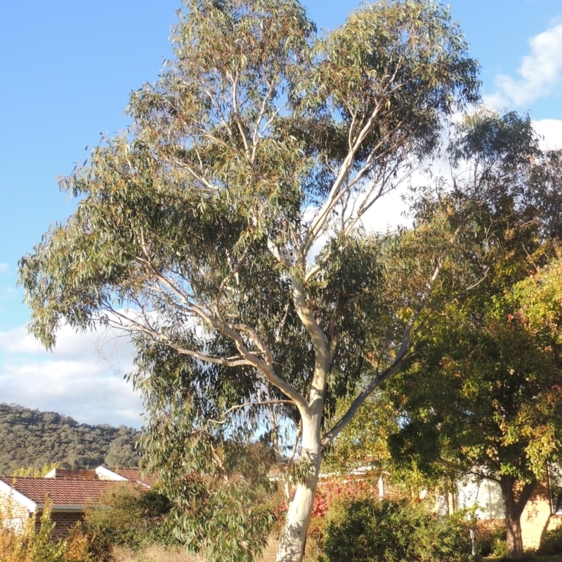 Eucalyptus racemosa