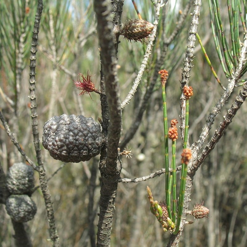 Allocasuarina nana