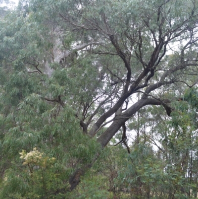 Eucalyptus radiata subsp. radiata