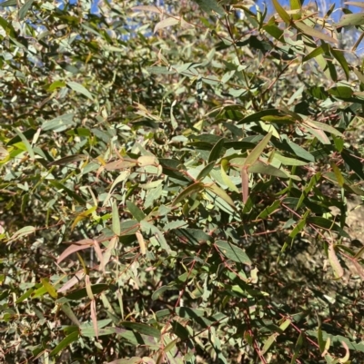 Eucalyptus radiata subsp. robertsonii