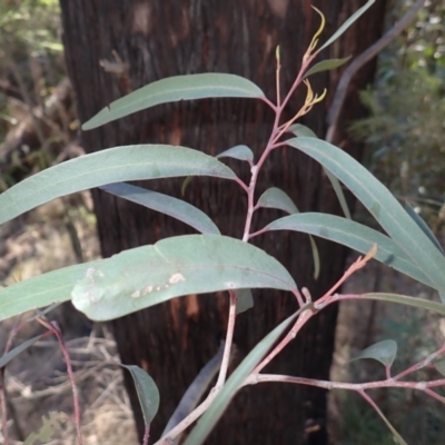 Eucalyptus ralla