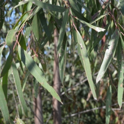 Eucalyptus ralla