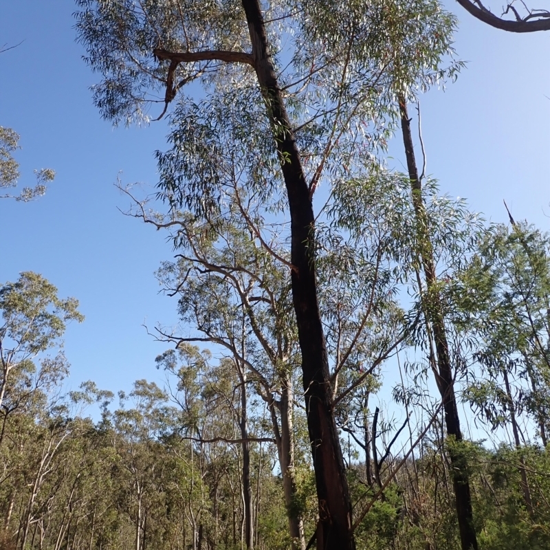 Eucalyptus ralla