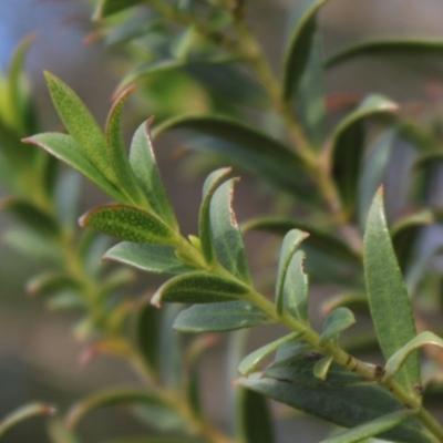 Eucalyptus recurva