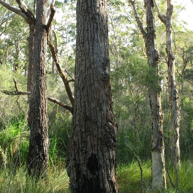 Eucalyptus robusta