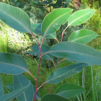 Broad juvenile leaves
