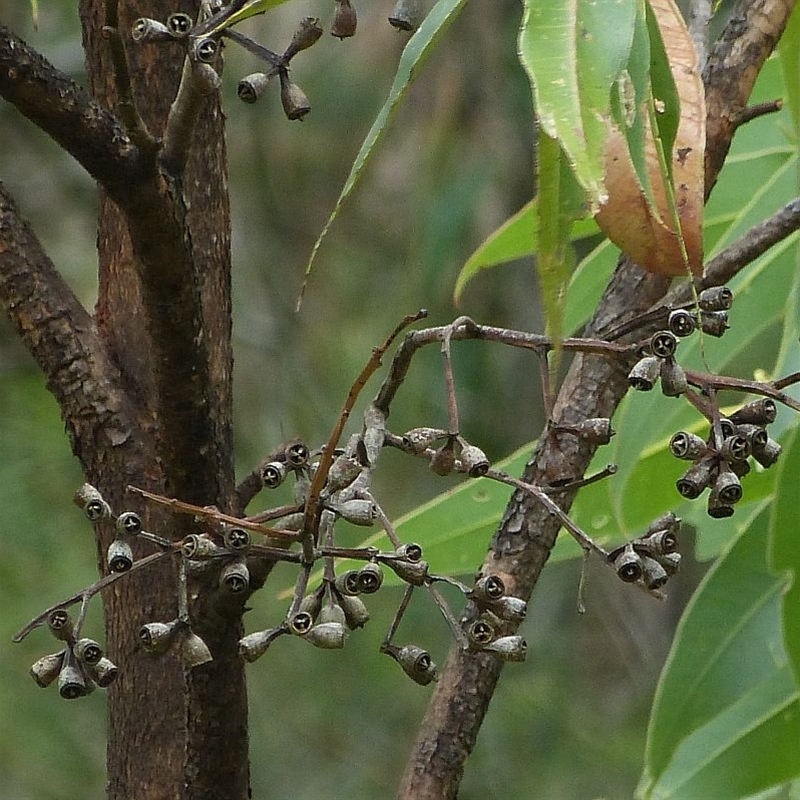 Eucalyptus robusta