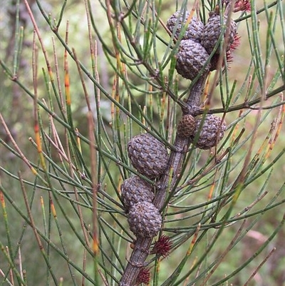 Allocasuarina paludosa