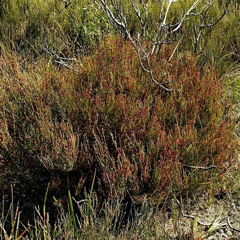 Allocasuarina paludosa