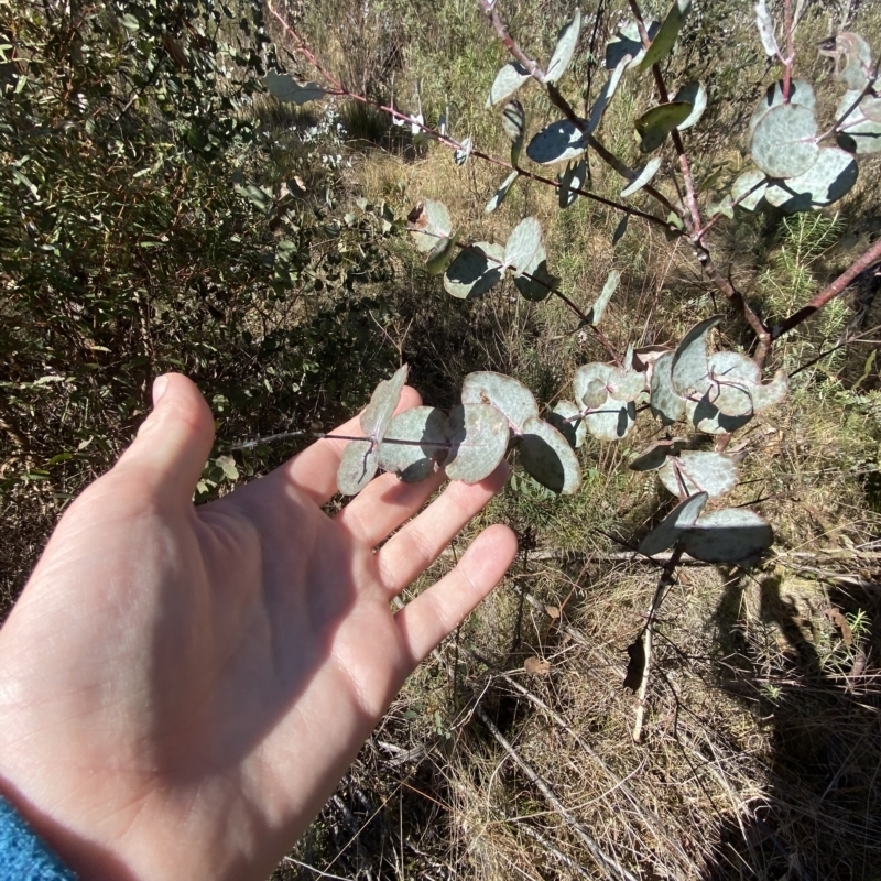 Eucalyptus rubida