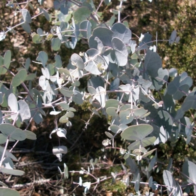 Eucalyptus rubida subsp. rubida