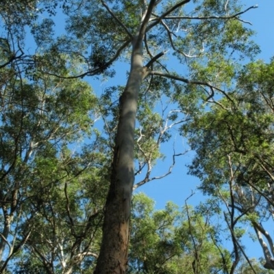 Eucalyptus saligna