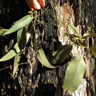 Eucalyptus saligna