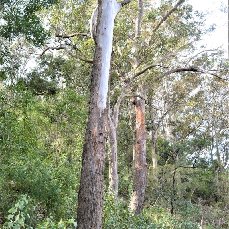 Eucalyptus saligna x botryoides