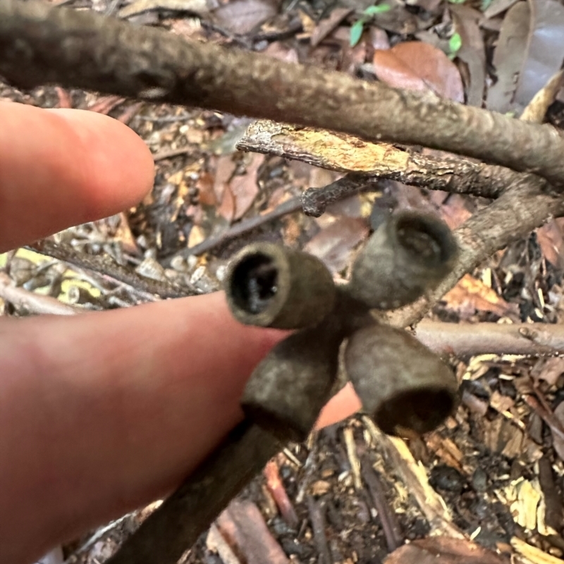 Eucalyptus saligna x botryoides