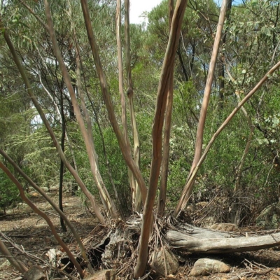 Eucalyptus saxatilis