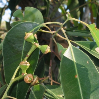 Green fruits, large, distinctive rim