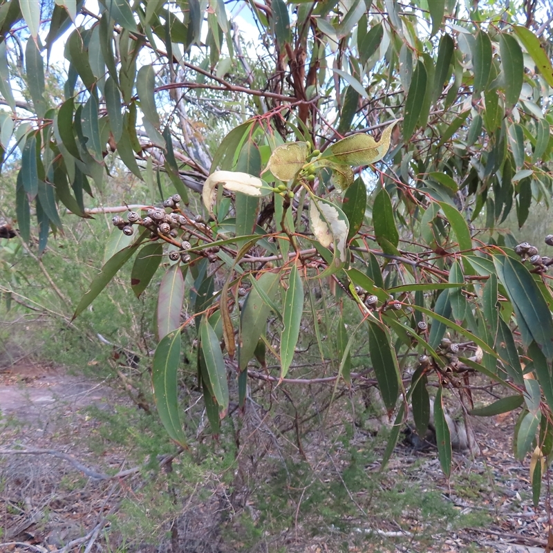 Eucalyptus scias subsp. scias