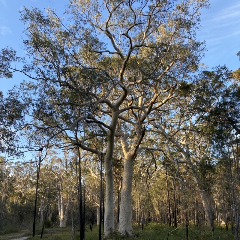 Eucalyptus sclerophylla