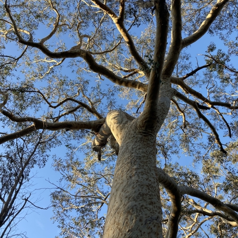 Eucalyptus sclerophylla