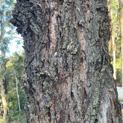 Eucalyptus siderophloia