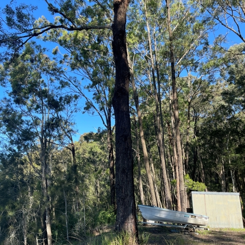 Eucalyptus siderophloia