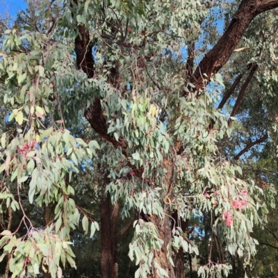 Eucalyptus sideroxylon subsp. sideroxylon