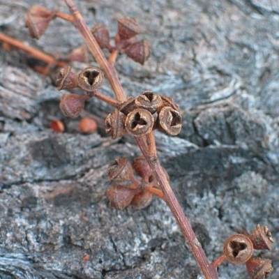 Eucalyptus smithii