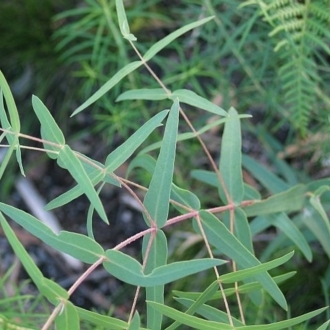 Jackie Miles, juvenile foliage