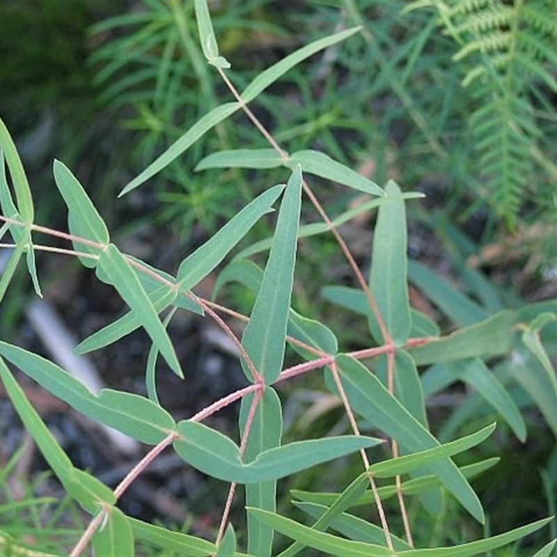 Eucalyptus smithii