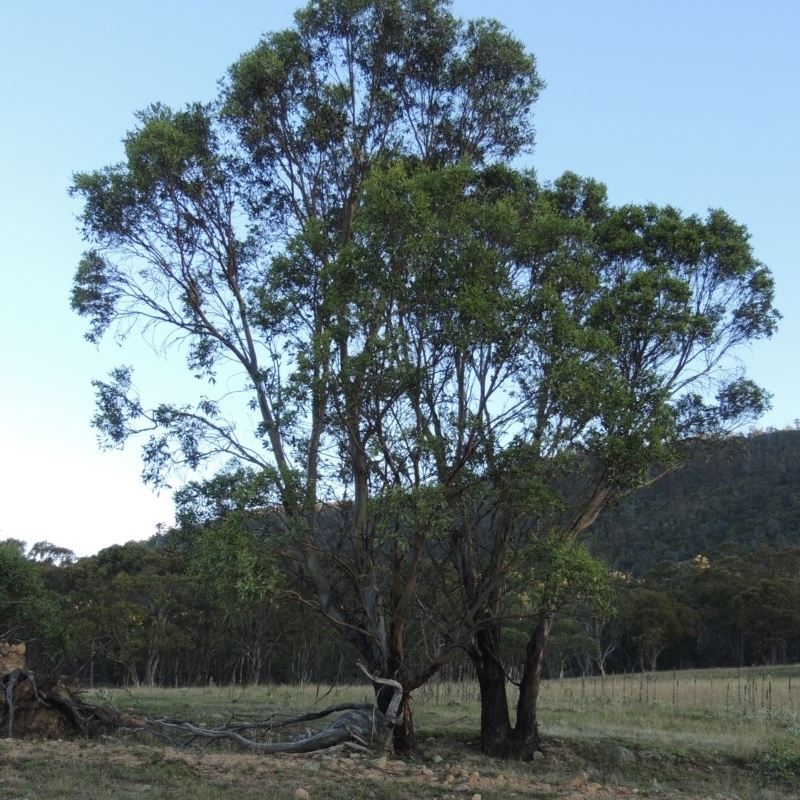 Eucalyptus stellulata