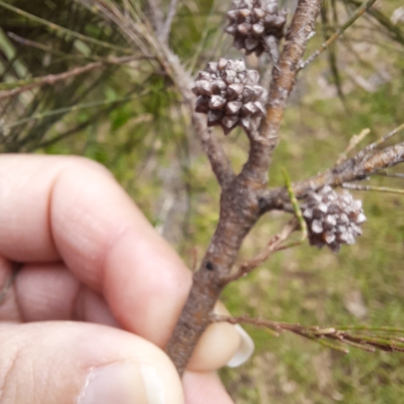 Allocasuarina torulosa