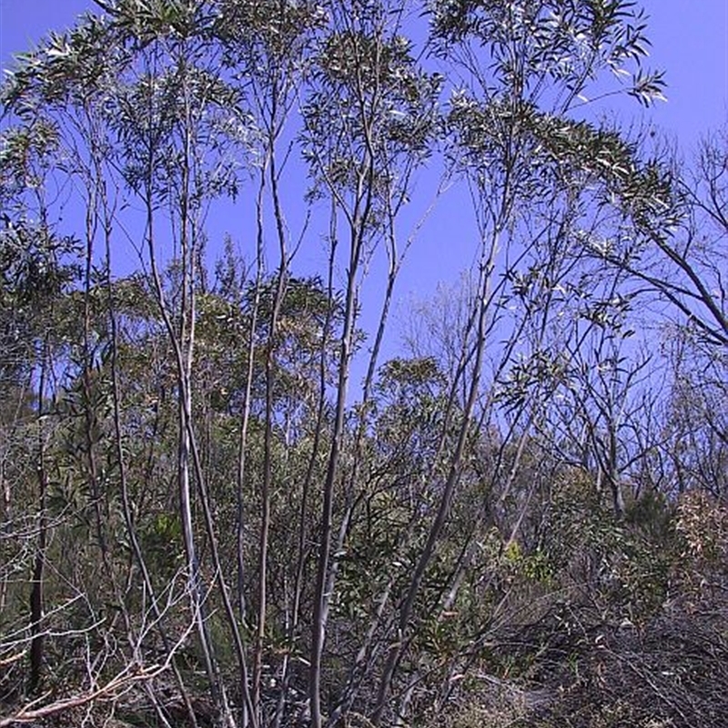 Eucalyptus stricta