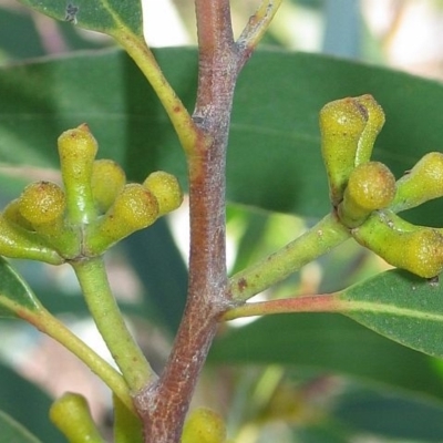 Eucalyptus stricta