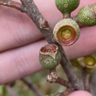 Eucalyptus stricta