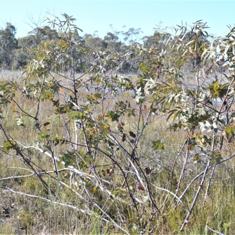 Eucalyptus sturgissiana