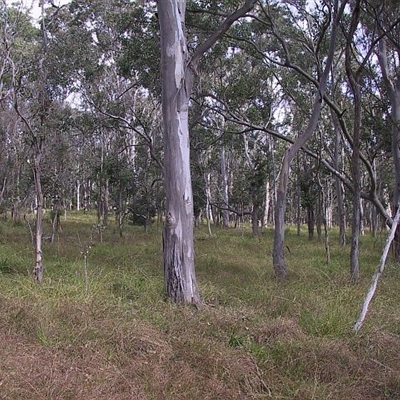 Eucalyptus tereticornis