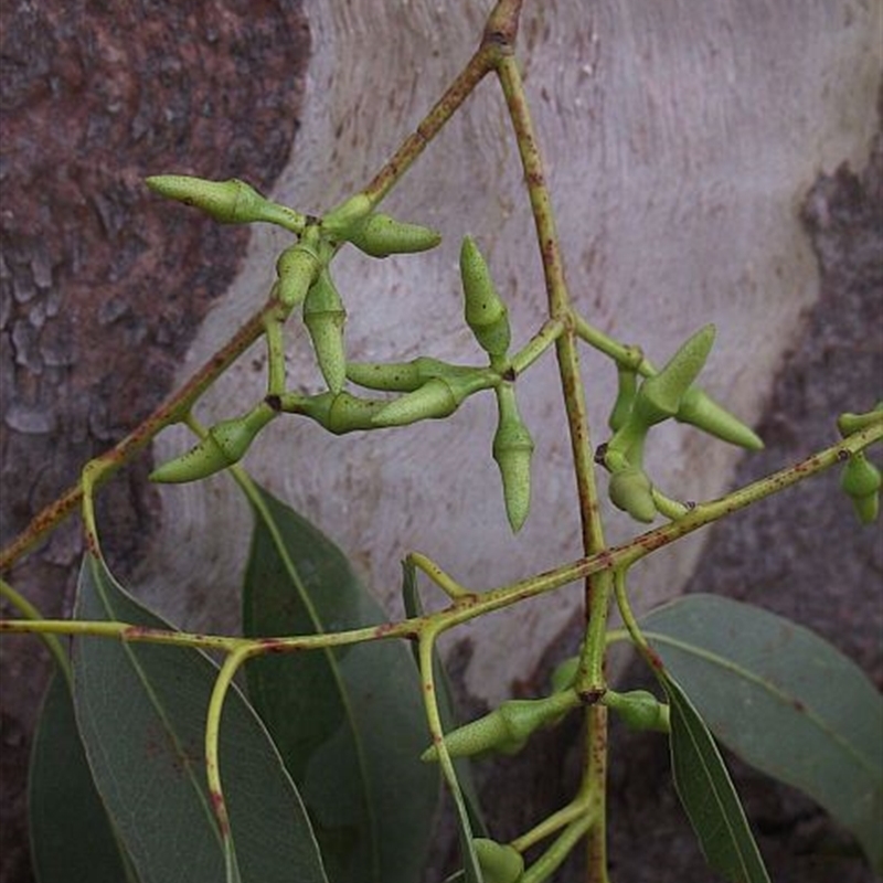 Eucalyptus tereticornis