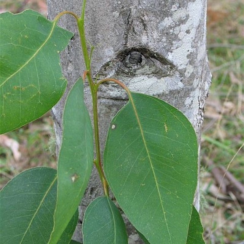 Jackie Miles, juvenile foliage