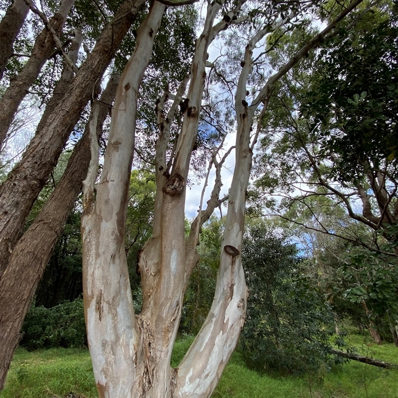 Eucalyptus tereticornis