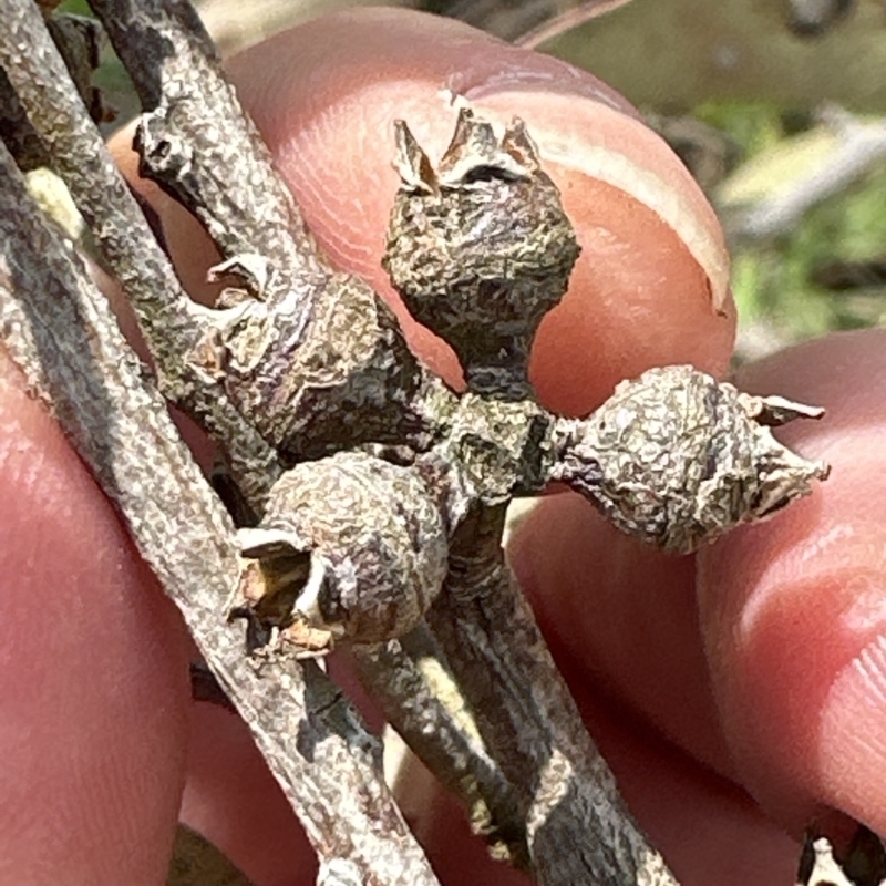 Eucalyptus tereticornis subsp. tereticornis