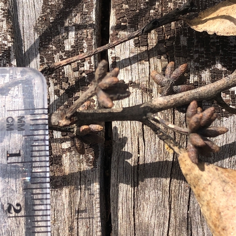 Eucalyptus tindaliae