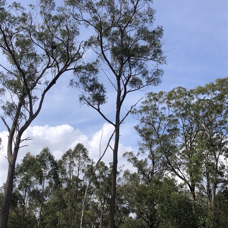 Eucalyptus tindaliae