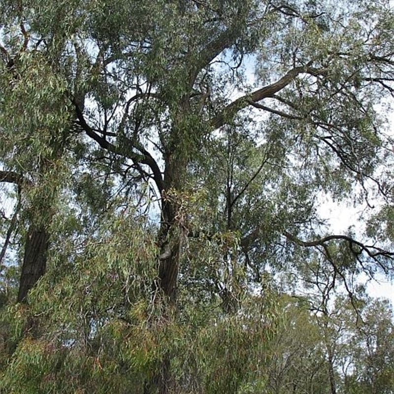 Eucalyptus tricarpa