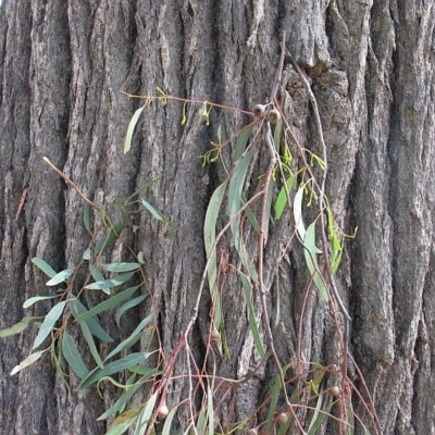 Eucalyptus tricarpa