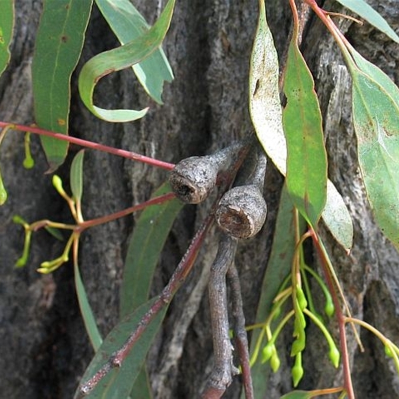 Eucalyptus tricarpa