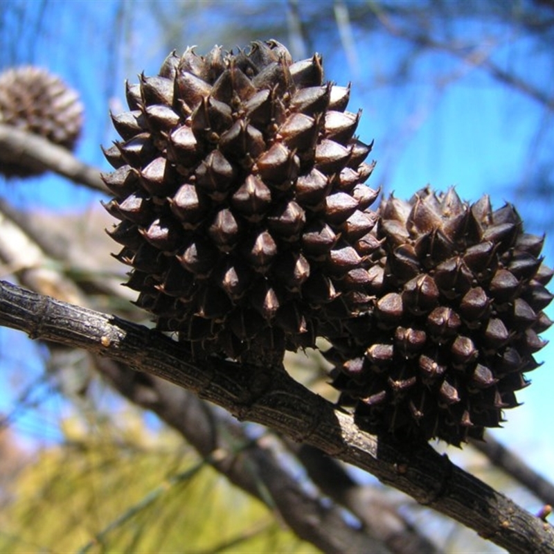 Allocasuarina verticillata