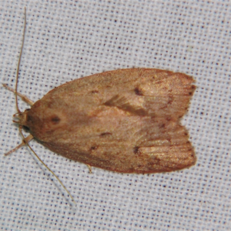 Euchaetis cryptorrhoda