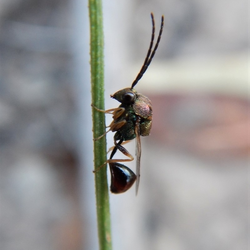 Eucharitidae (family)