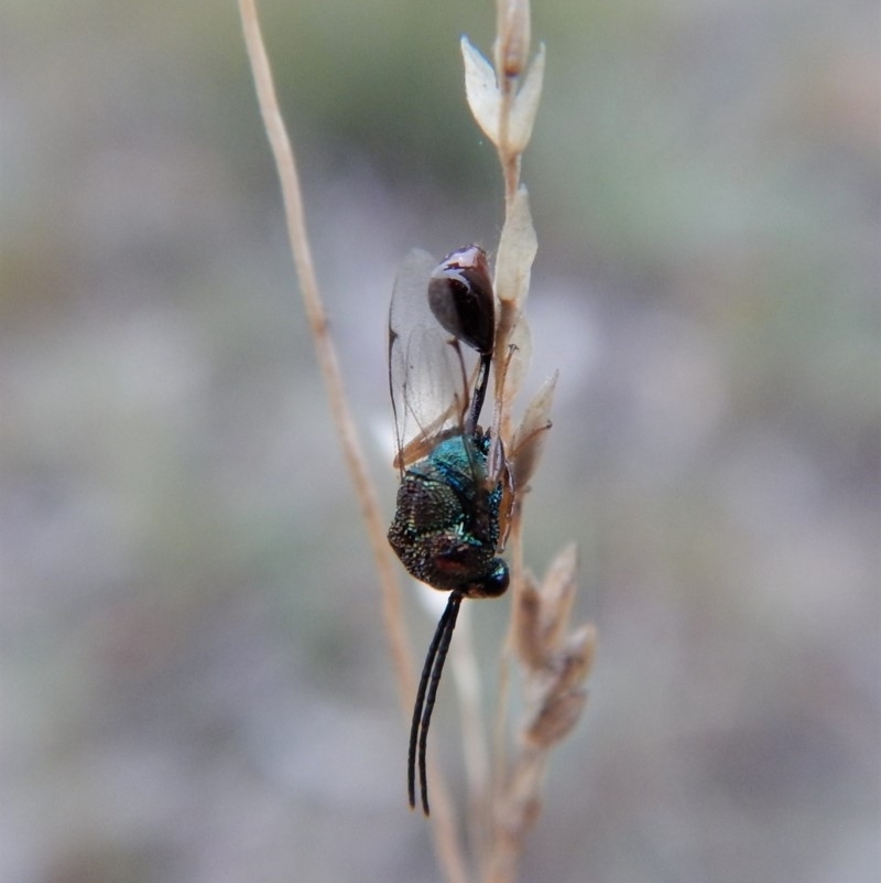 Eucharitidae (family)